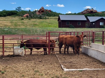 Steers in the corrals at Sandstone Ranch.jpg